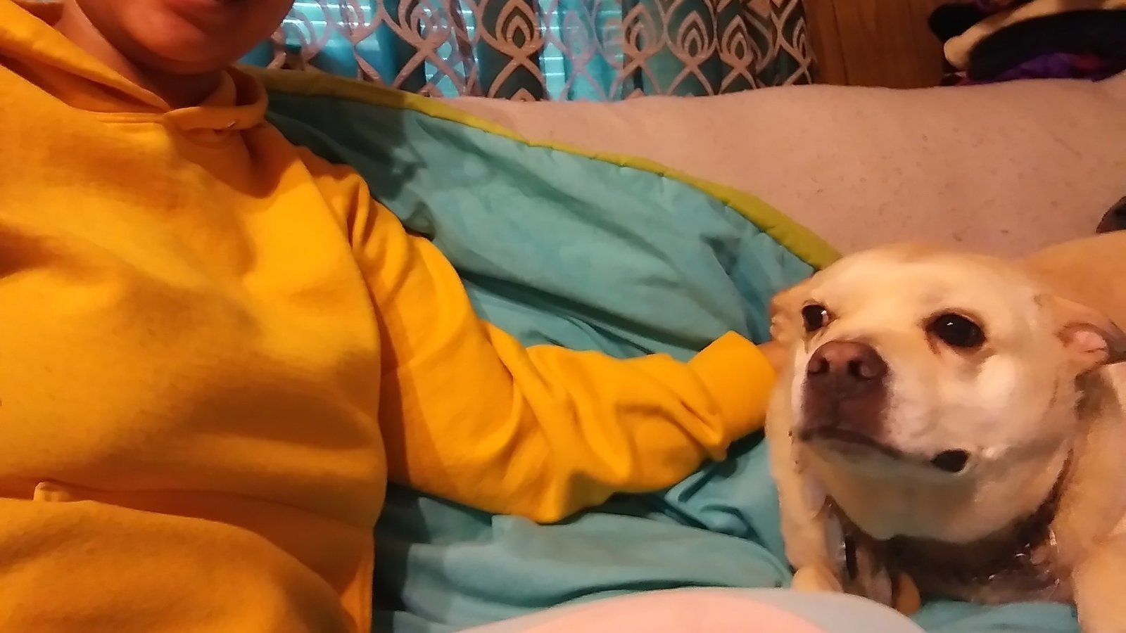 Petition · Claiming our pets on our taxes United States ·