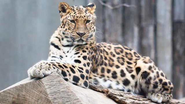 Petition · Protect the Critically Endangered Amur Leopard · Change.org