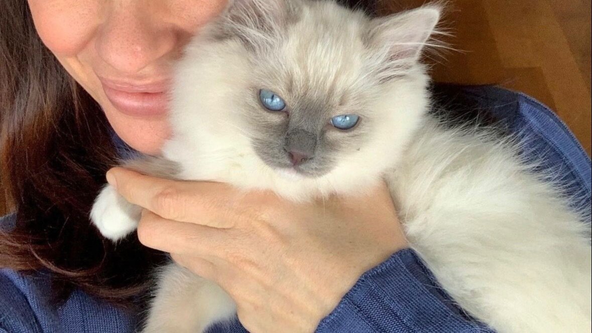 Petition · Ban the horrific act of declawing cats in Ontario Canada