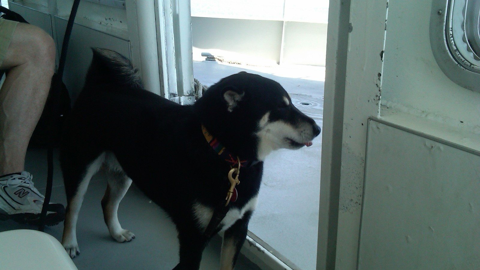 Petition · New York City MTA Allow nonservice dogs to ride on the subways onleash United