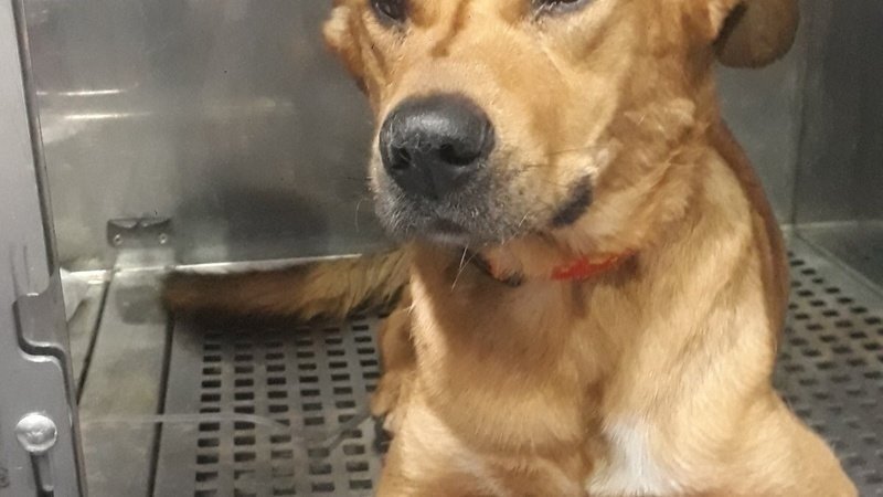 NECESITAMOS TU AYUDA CON UNA DONACIÓN PARA LA TRANSFUSION