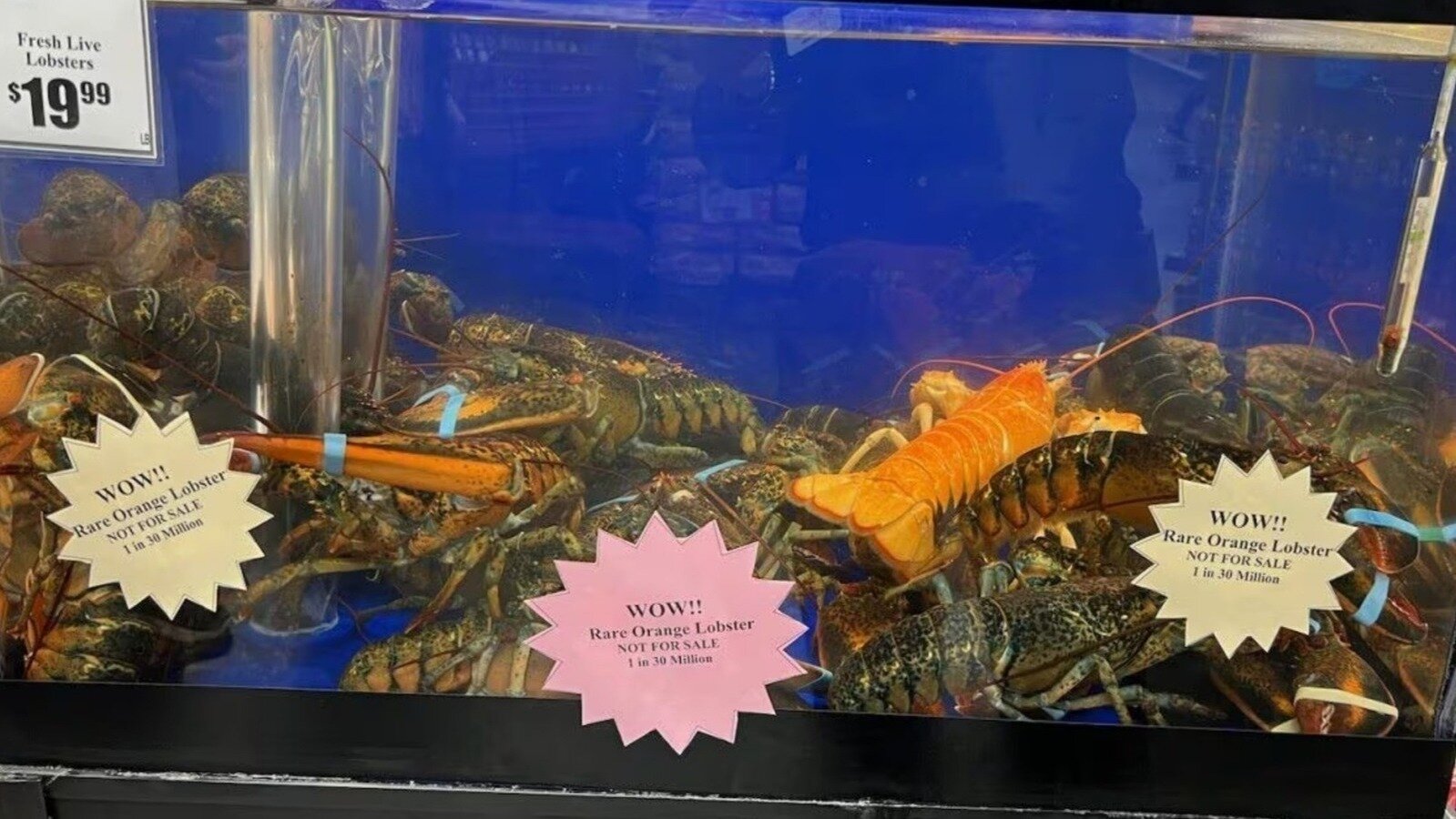 Petition · Stop Tops Friendly Markets from Selling Live Lobsters