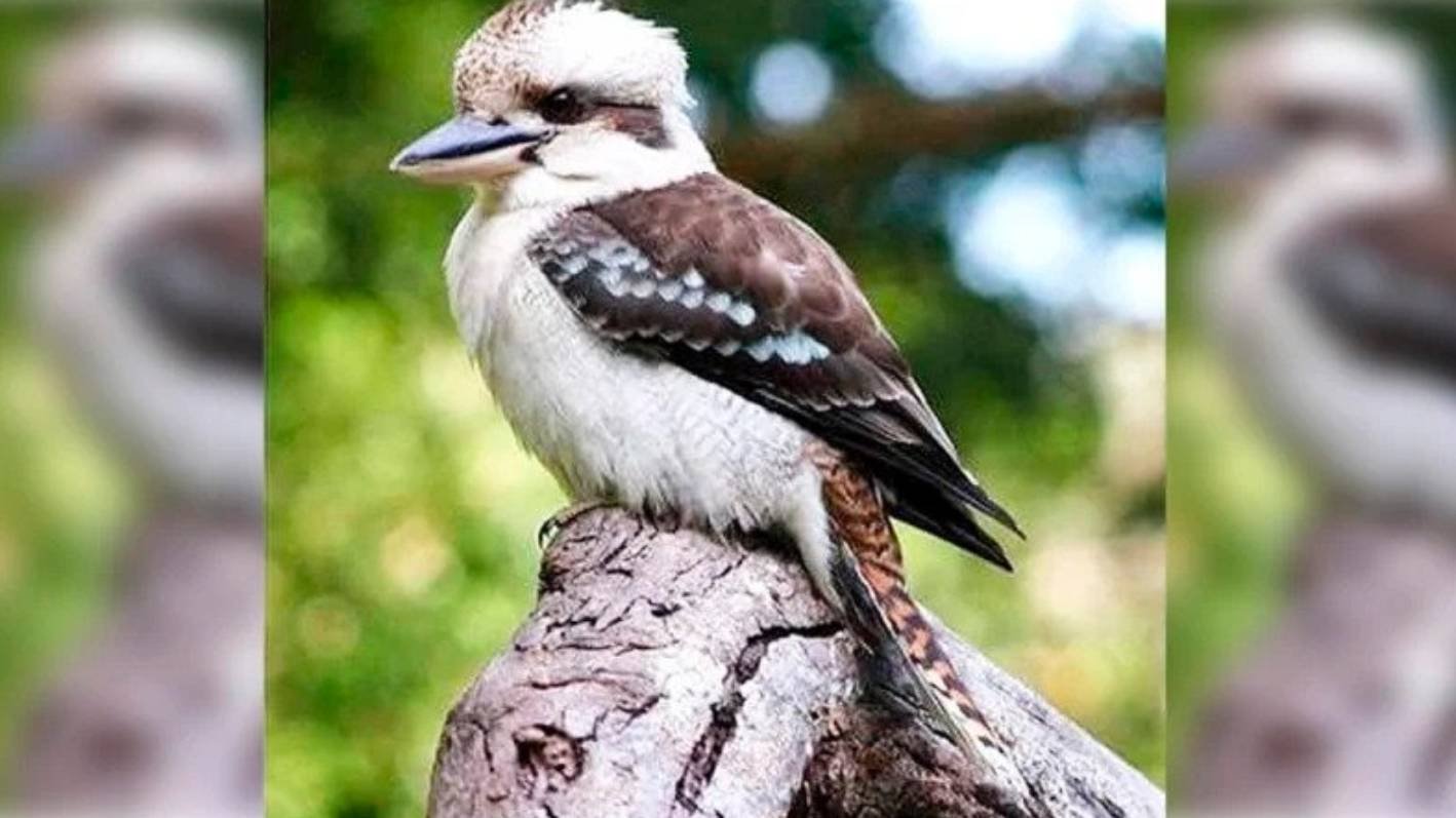 Topic Animal Rights Change Org