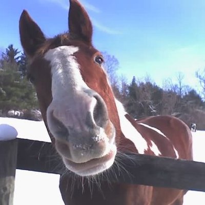ChangeOrg profile picture for @horses