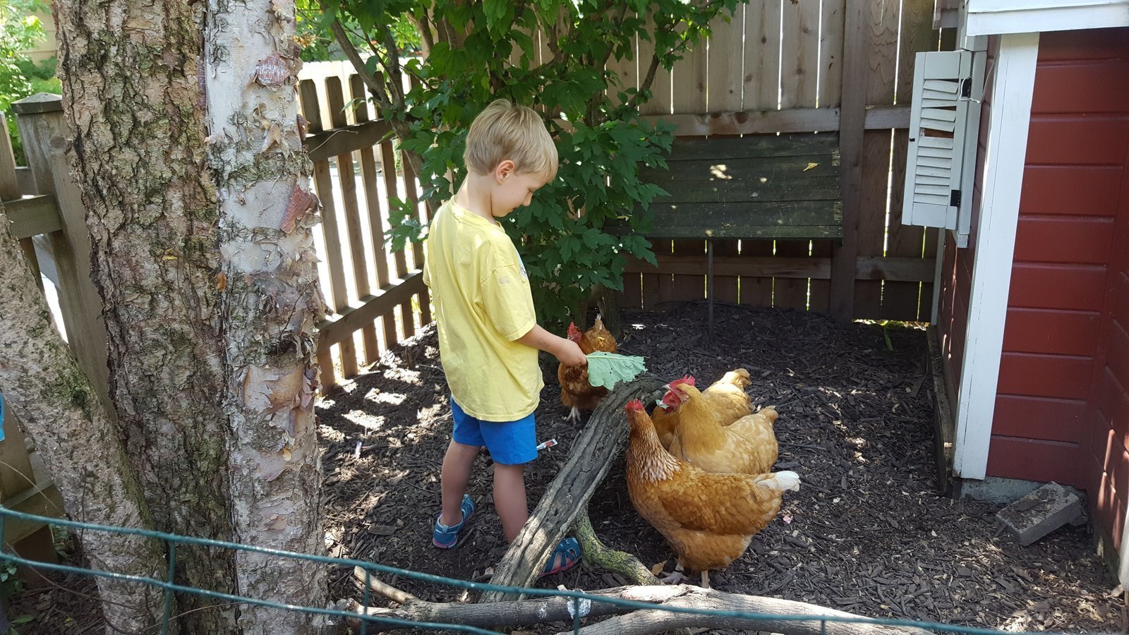 Petition · Legalize Backyard Chickens in Skokie, IL Skokie, United