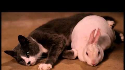 Petition 路 Netflix Netflix Give Bunny and Kitty from