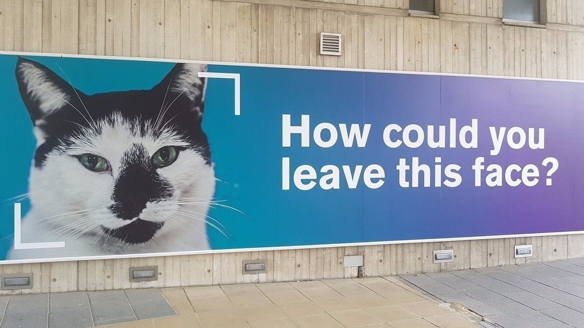 Petition · Adopt a cat for the University of Birmingham campus ·