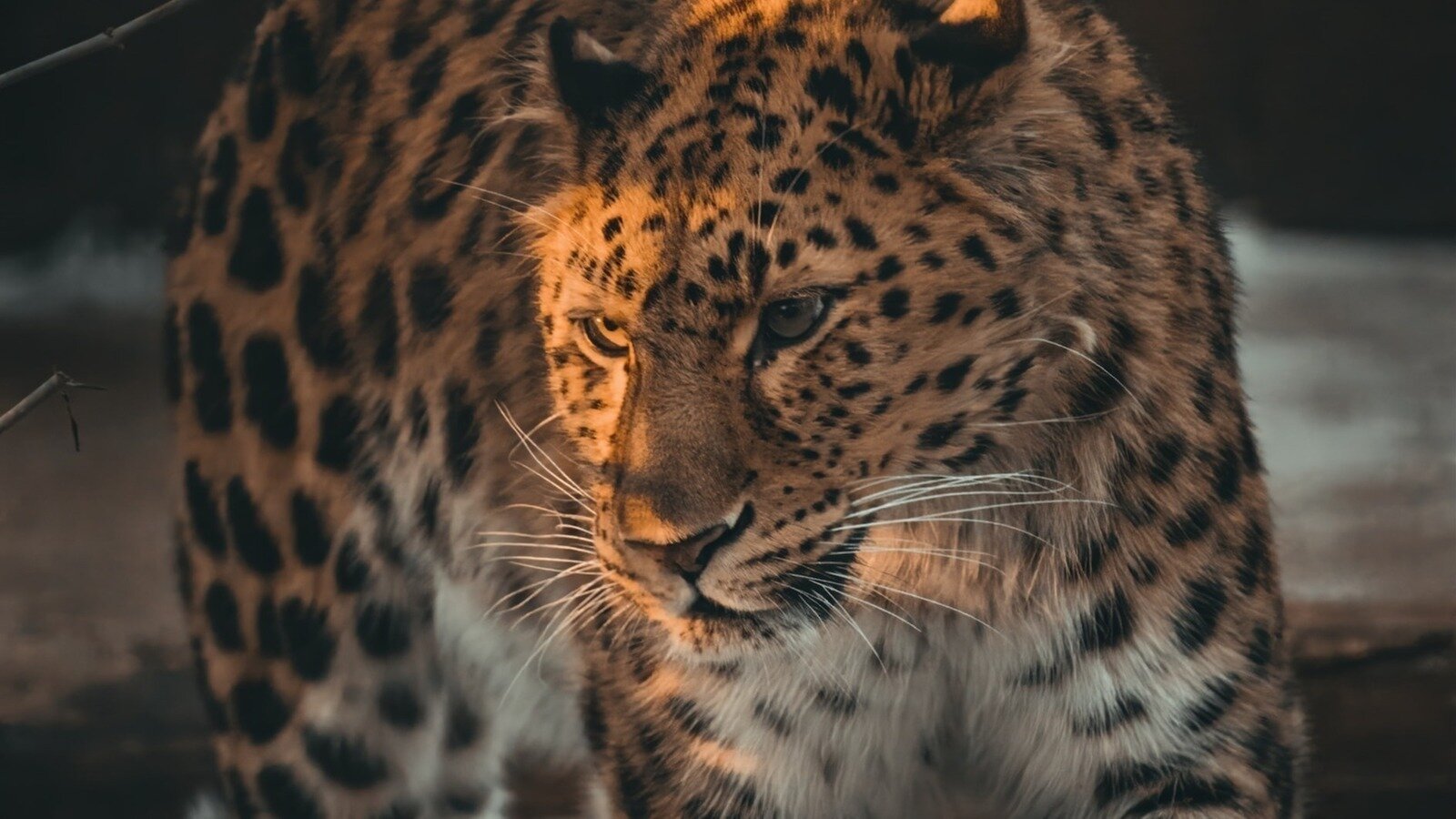 Петиция · Законодательно запретить сталкинг как форму насилия в РФ ...