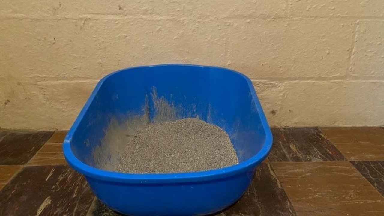 Petition · Litter Boxes In Bathrooms At BHS Blacksburg, United States