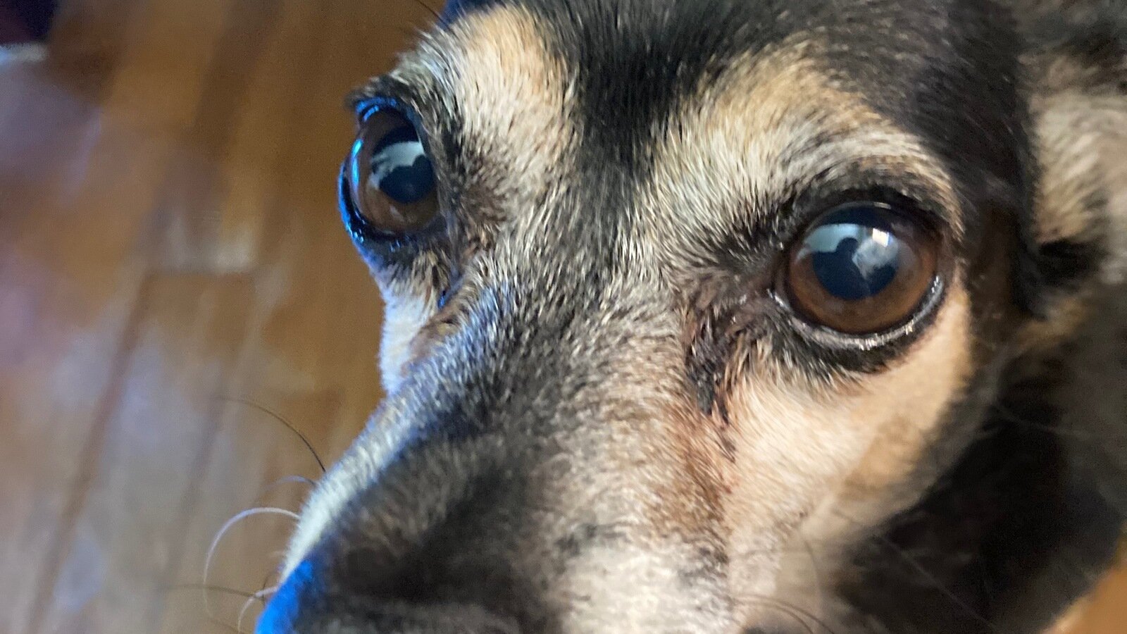 Petition · Criminalize discrimination against pets with preexisting