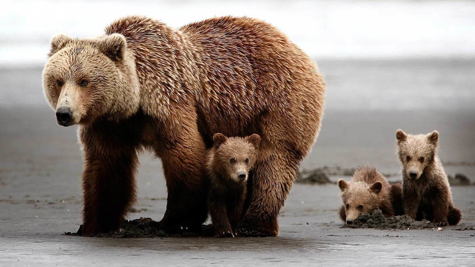 Petition · Protect and Save the Grizzly Bear United States ·