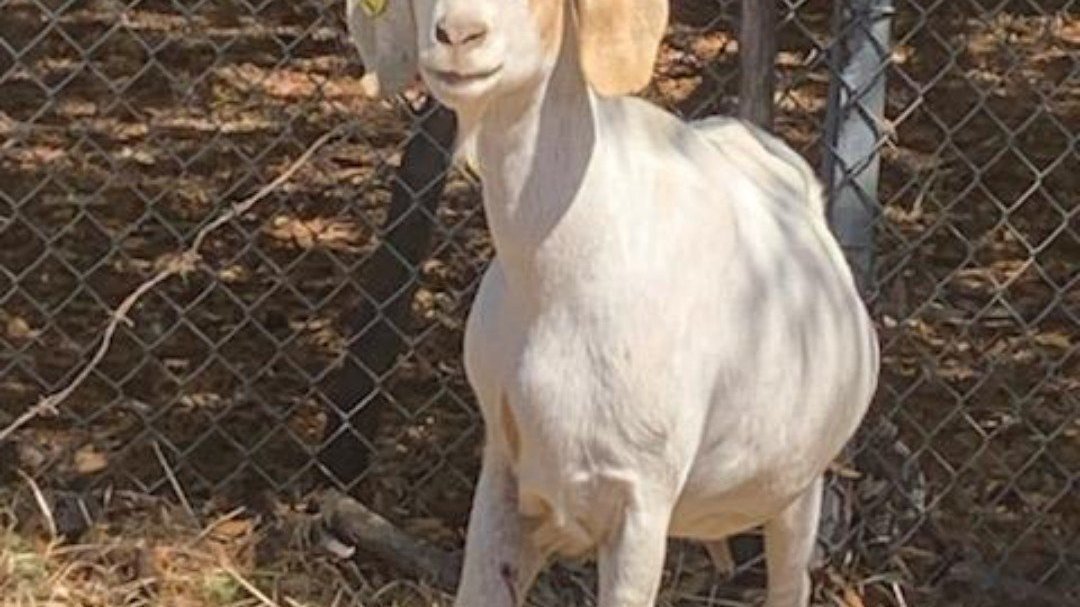 Petition · Petition for lockable gate at entrance to 1 Covington St