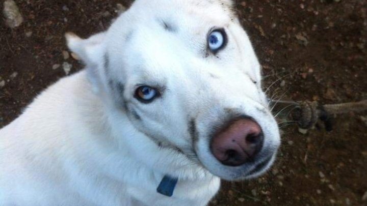 Comment Bien S Occuper D Un Husky Pétition · Accepter tous les animaux de compagnie en logement · Change.org