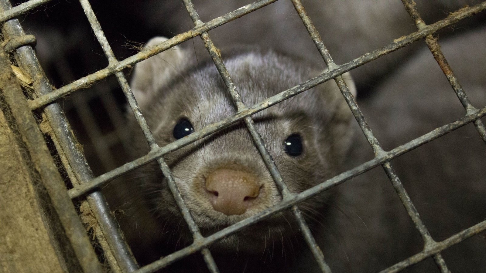 Petition · Stop coronavirus call for permanent ban on commercial