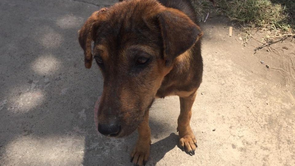 Petisi Ayo Rawat Anjing Seperti Merawat Keluarga Sendiri