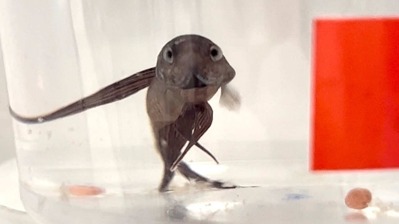 Petition · Ban the Inhumane Selling of Betta Fish in Cups United