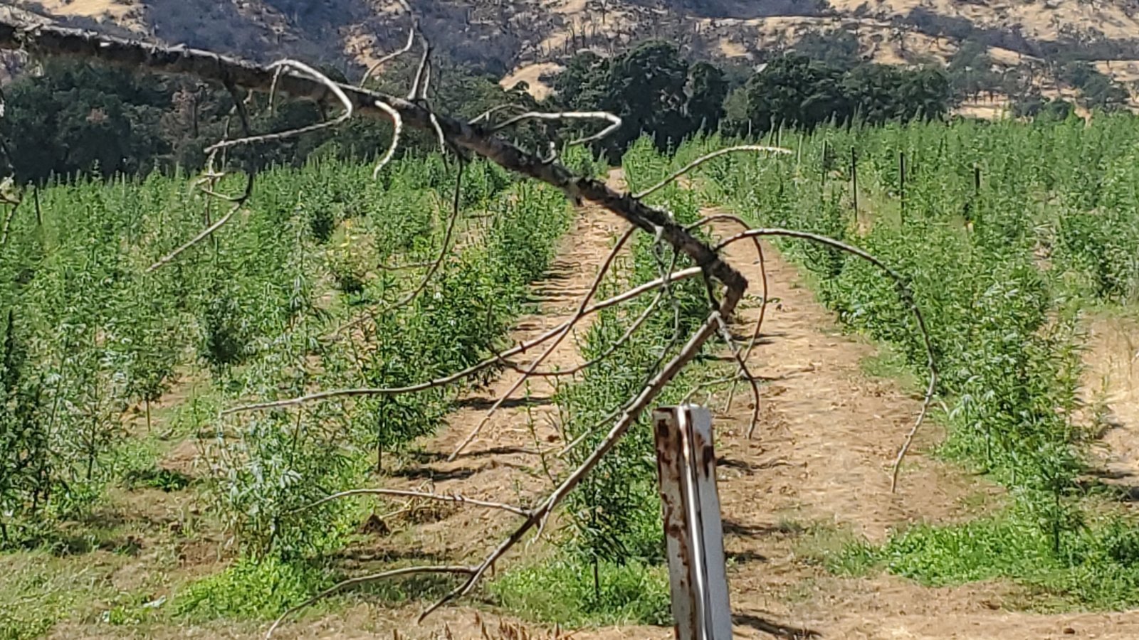 Petition · Remove marijuana from all drug test entirely in California