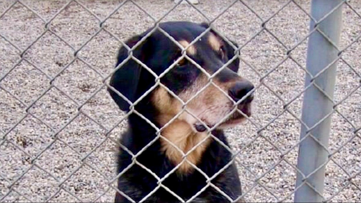 Petition · Reform BC dog laws Stop arbitrary seizures, euthanasia and