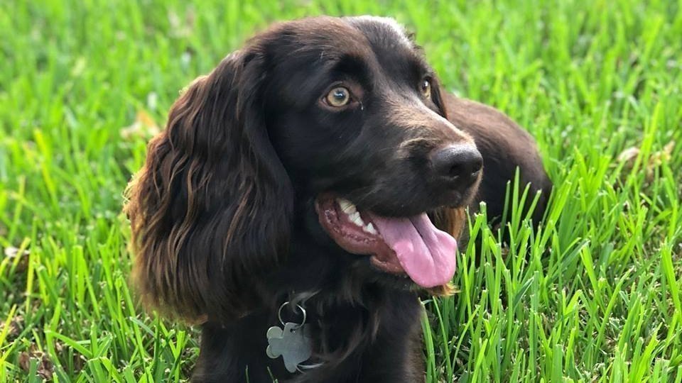 Petition · Dog Park at Rogers Park in Beaumont, Texas United States