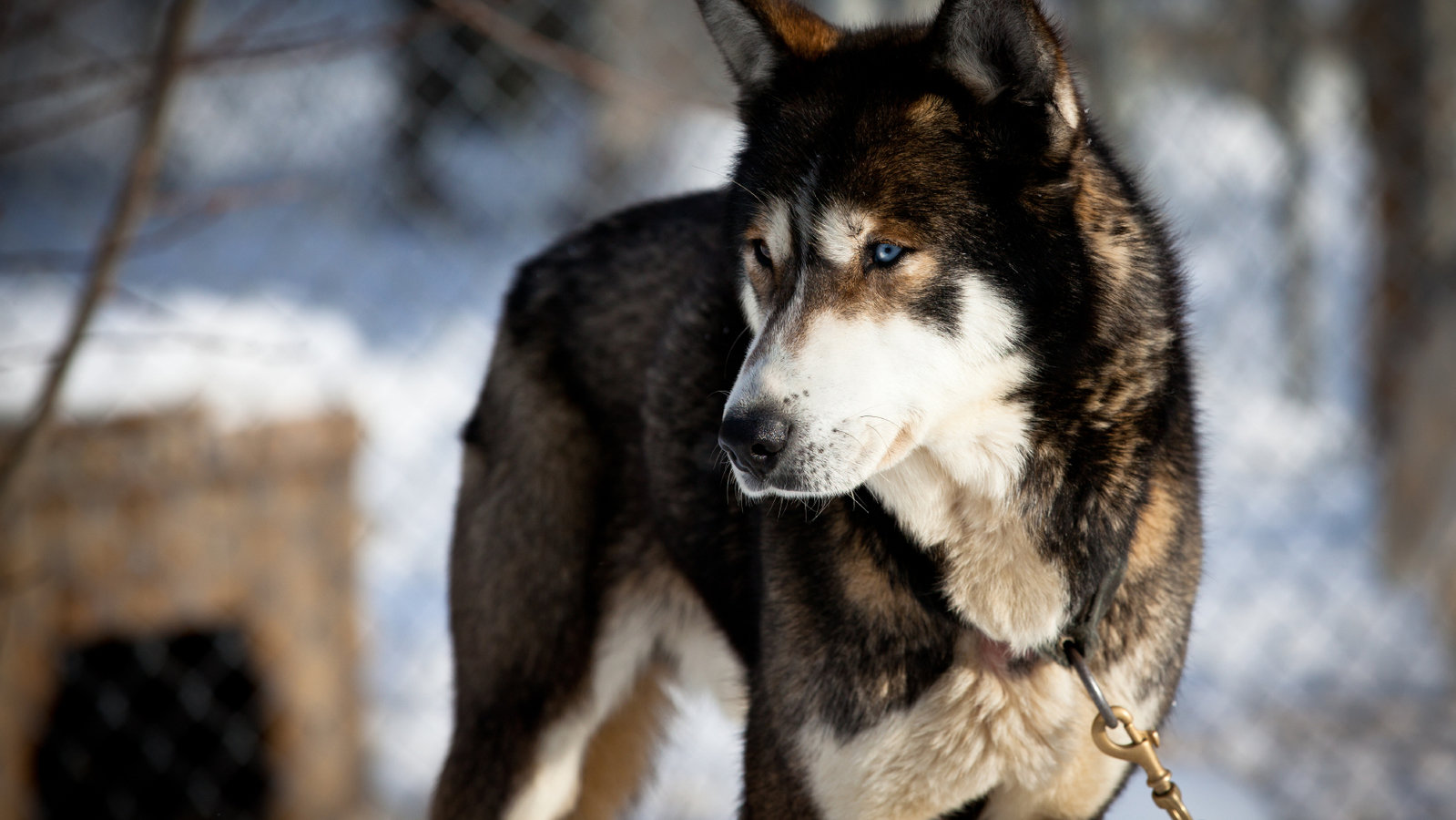 Petition · Dogs Are they really man's best friend? Stop dog sledding
