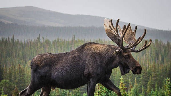 Petition · I want the plural of moose to be "meese