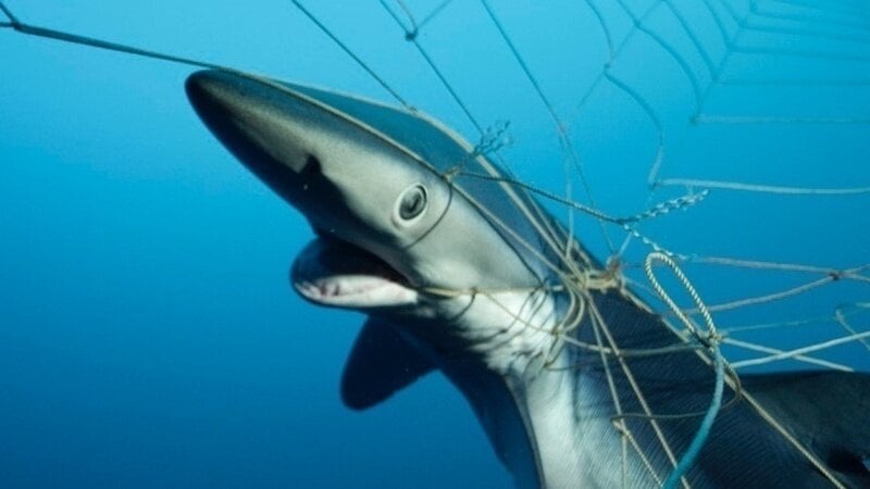 Petition · Ban Shark Nets ·