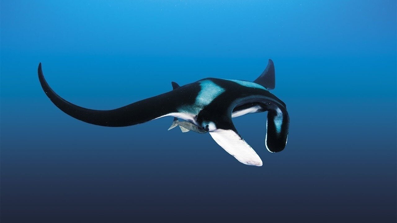 Petición · PROTEGAMOS A LAS MANTARRAYAS - Argentina · Change.org