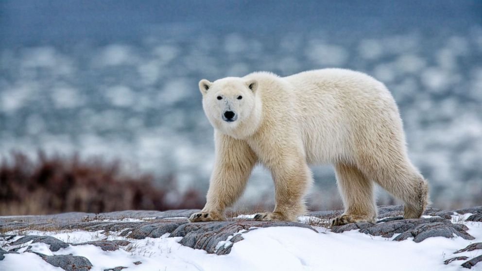 Petition Bring More Awareness To Endangered Species Change