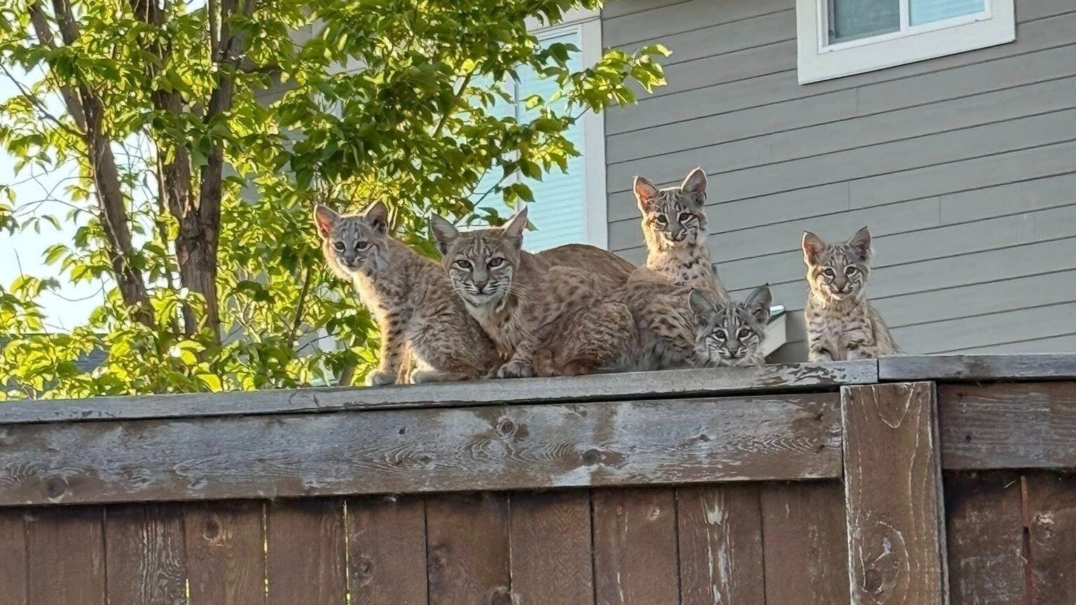 Petition · Bobcat Concerns in Cranston: Time for Action - Calgary ...