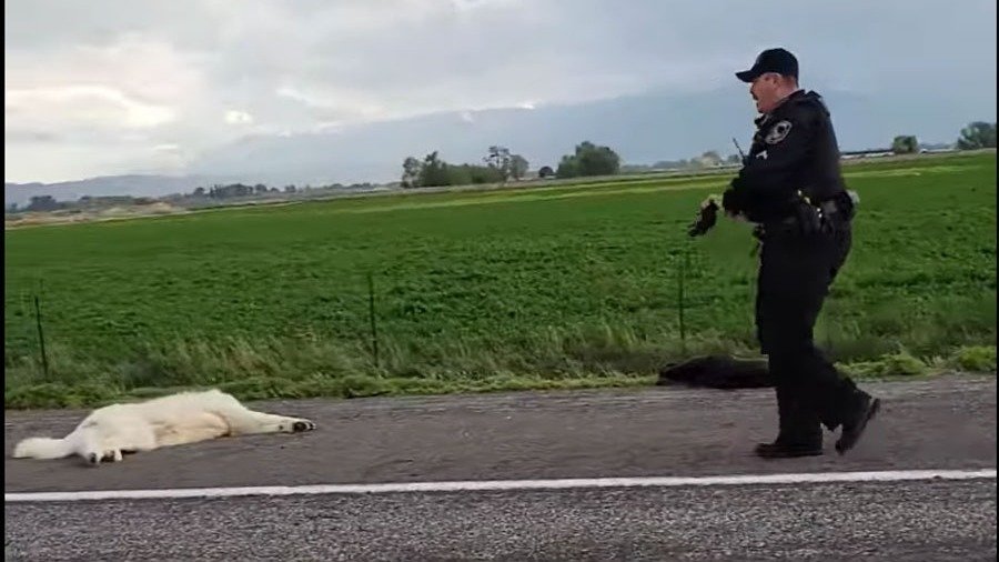 Petition · Fire and prosecute heyburn police officer who killed 2 dogs