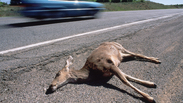 Roadkill On Endless Highway Of American >> Petition Bay Area Has Highest Roadkill In All Of Ca Build Roadkill On Endless Highway Of American >> Petition Bay Area Has Highest Roadkill In All Of Ca Build