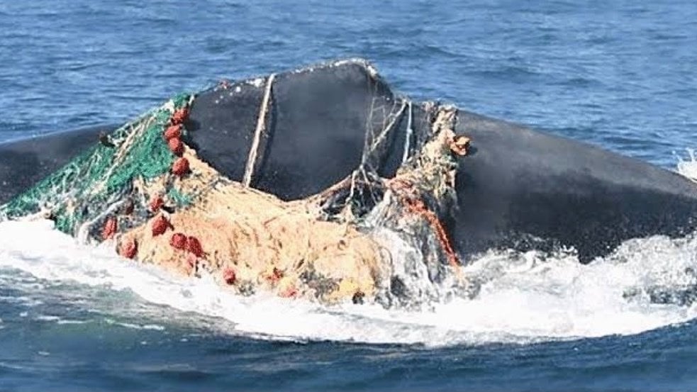 Petition · Stop all use of fishing nets to reduce over 50 of Harmful