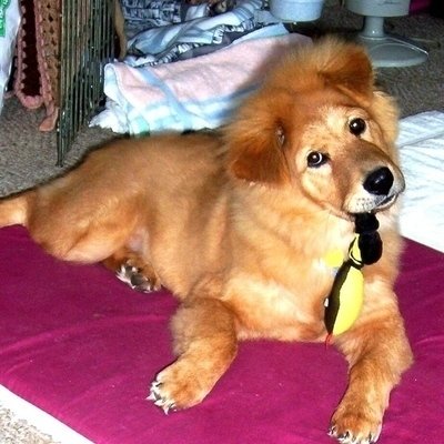 ChangeOrg profile picture for @irish