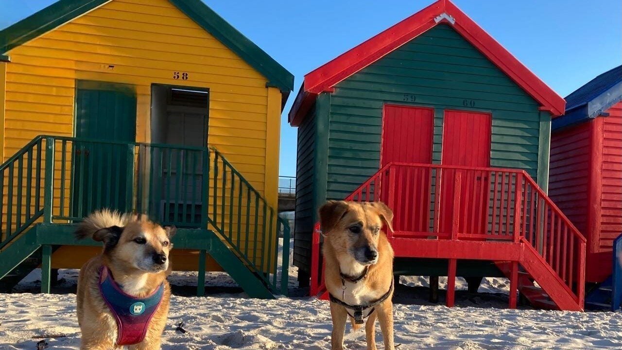 Petition · Amend the Leash Law for Dogs on Muizenberg Beach Cape Town