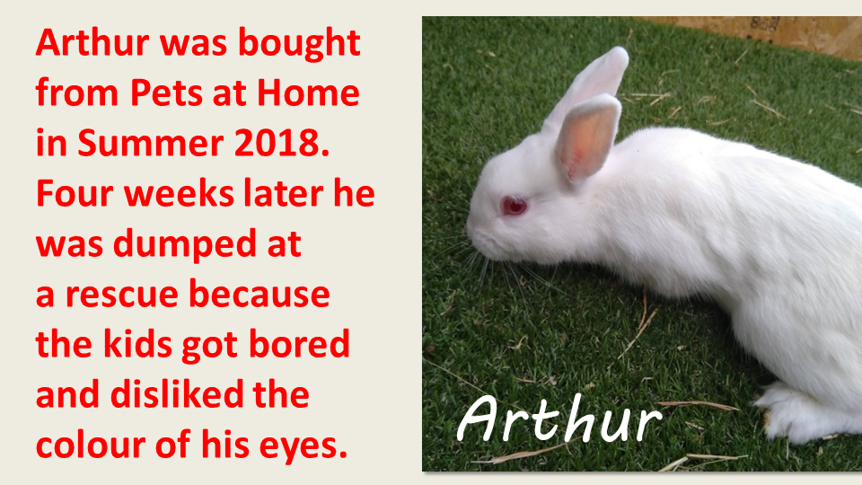pets at home rehoming rabbits