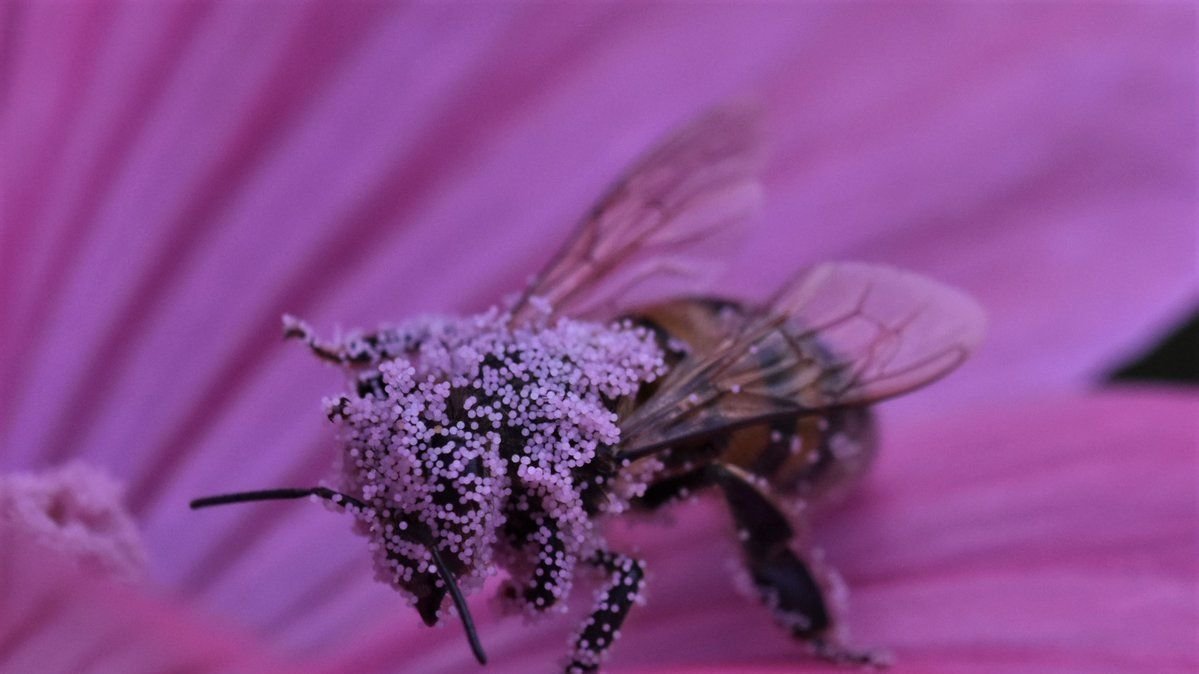 Petition update · Looking for 3 to 5 acres for my Honey Bee Farm ...