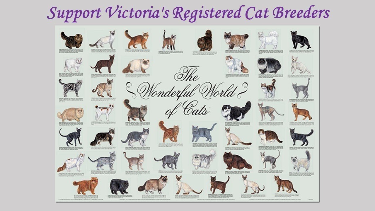 Topic · Registered cat breeders ·