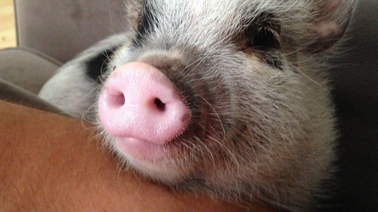 Petition · Explicitly Exclude Miniature Pigs from Zoning Ordinances