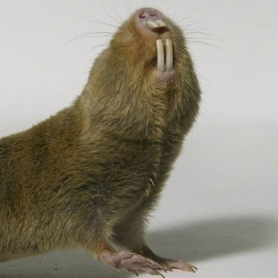 ChangeOrg profile picture for @mole