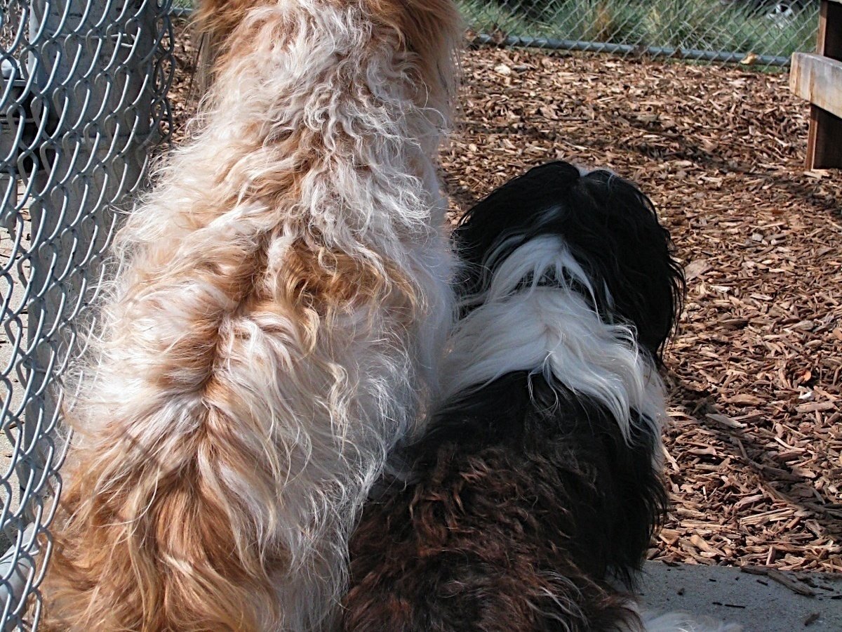 Petition · CRAIGSLIST REGARDING PET 'ADOPTION' 'ADOPTIONS' w/over 100