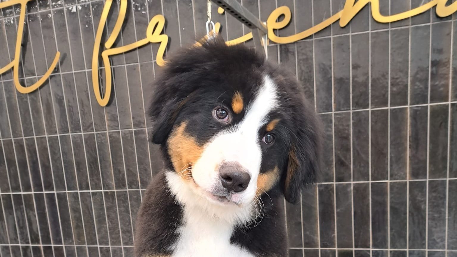 Petition · Reform of VAT rate for Dog Grooming services ·