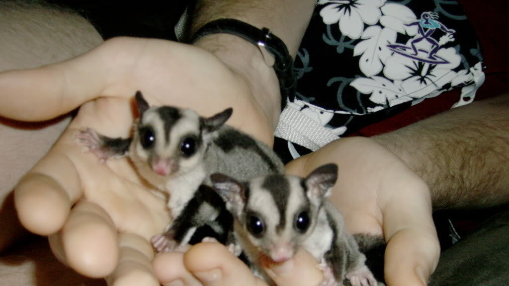Petition · Legalize Sugar Gliders in Massachusetts · Change.org