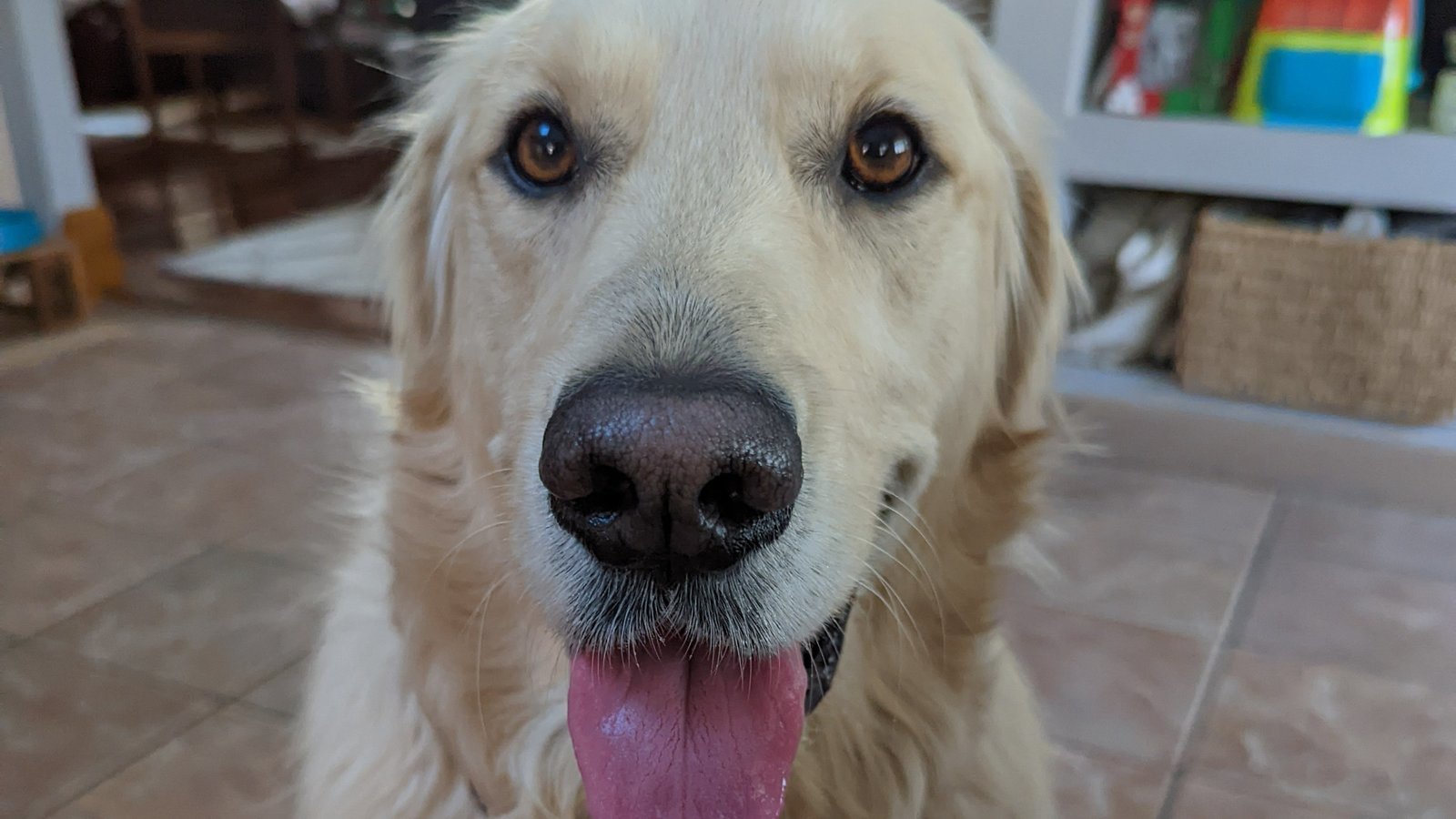 Petition · Airlines to Allow Certain Flights to Fly Dogs in Cabin (all