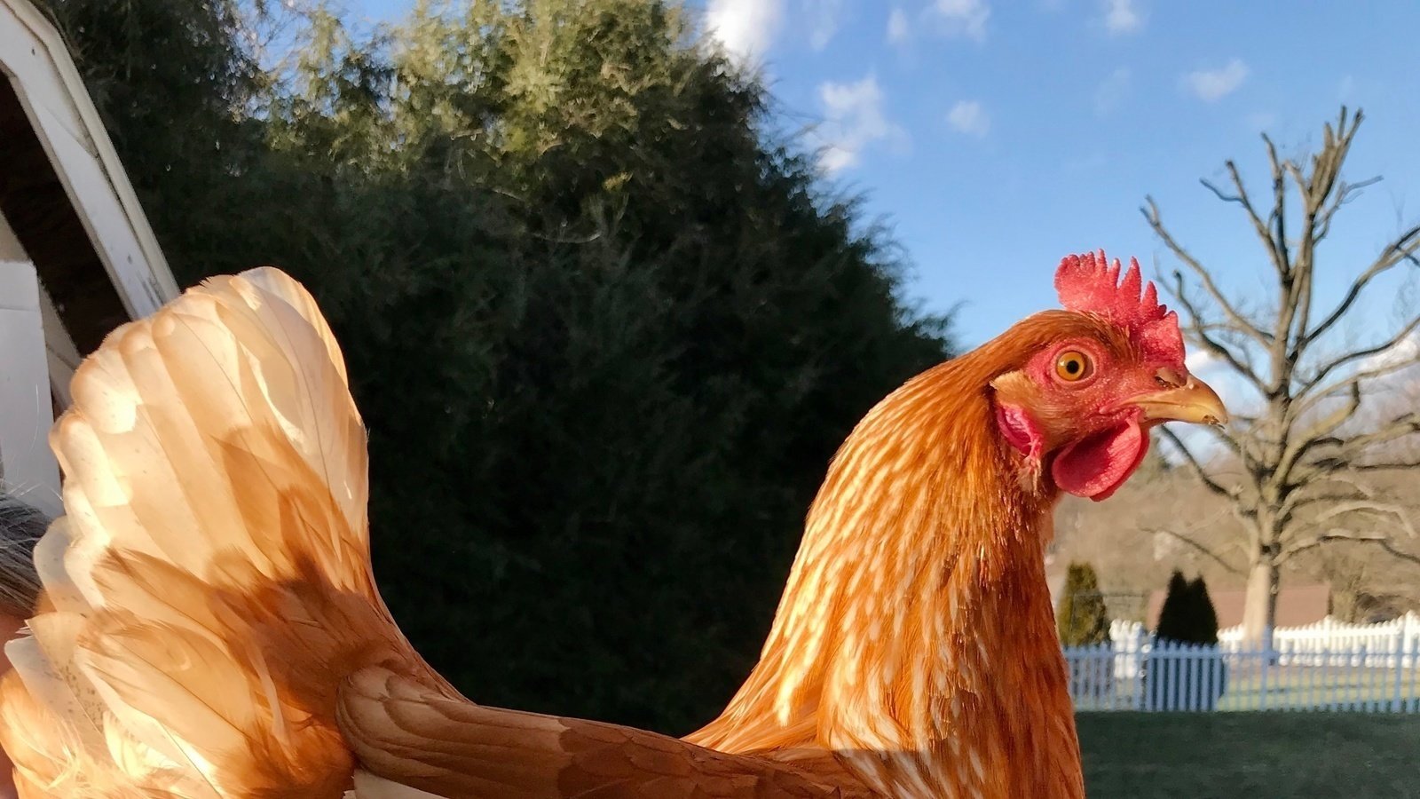 Petition · Freedom for Unity Township residents to have Backyard