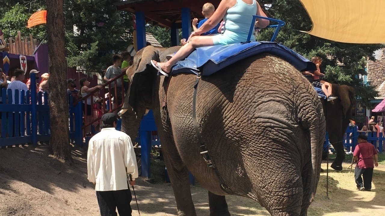 Elephant Rides Renaissance Fair Petition · Stop Using Animals For Entertainment at the Colorado ...