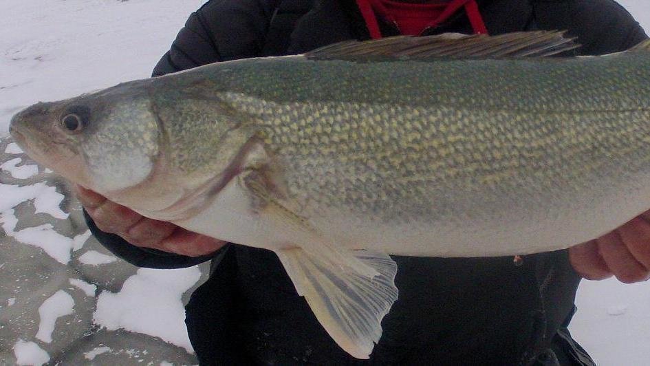 Petition · Eliminate the use of 5" and larger mesh nets within 5 miles