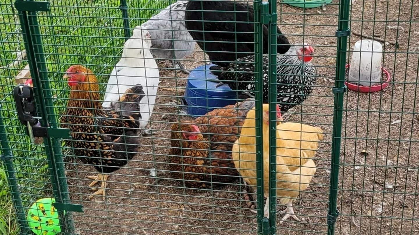 Petition · Make chickens allowed United States ·