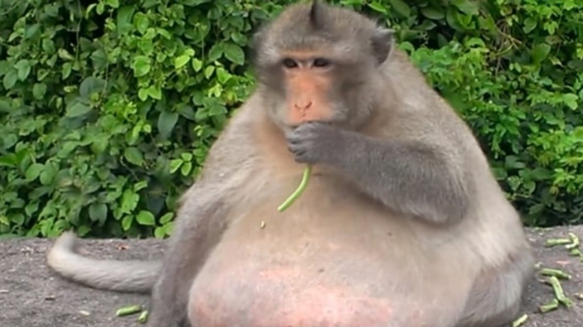 Petition · Make monkeys legal in colorado United States ·