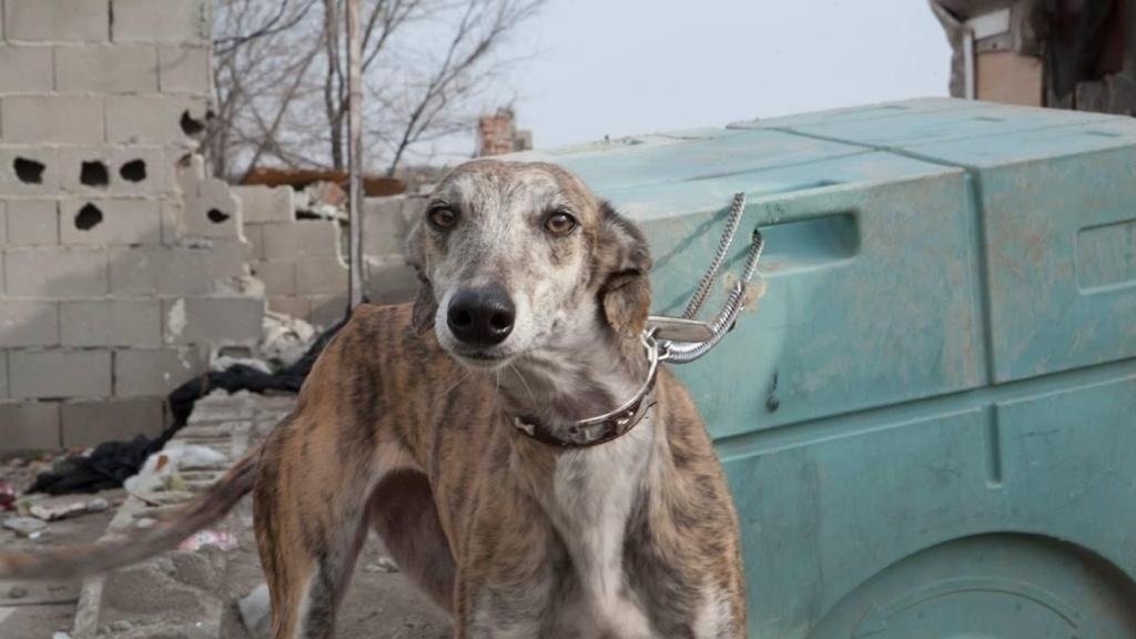 Petición · Derechos para perros de