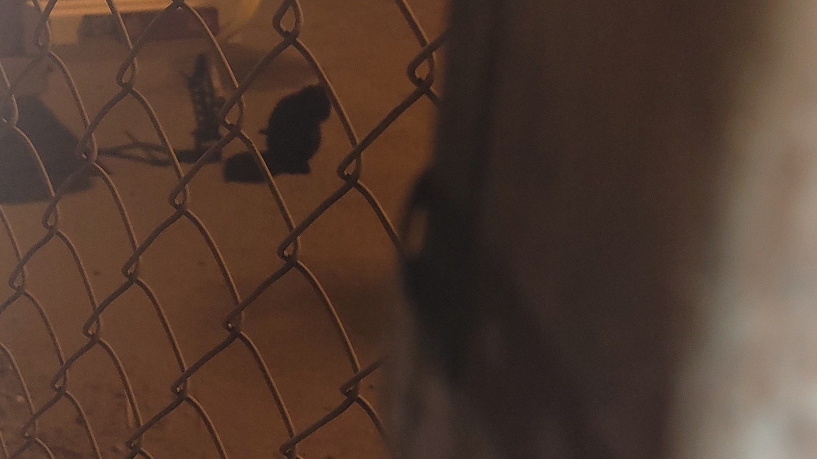 Petition · Cats left to starve/Whittier CA United States ·